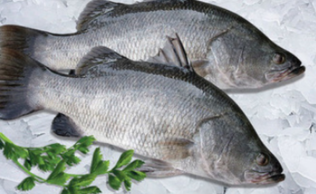 Barramundi Whole